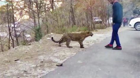 dangerous animals being friendly